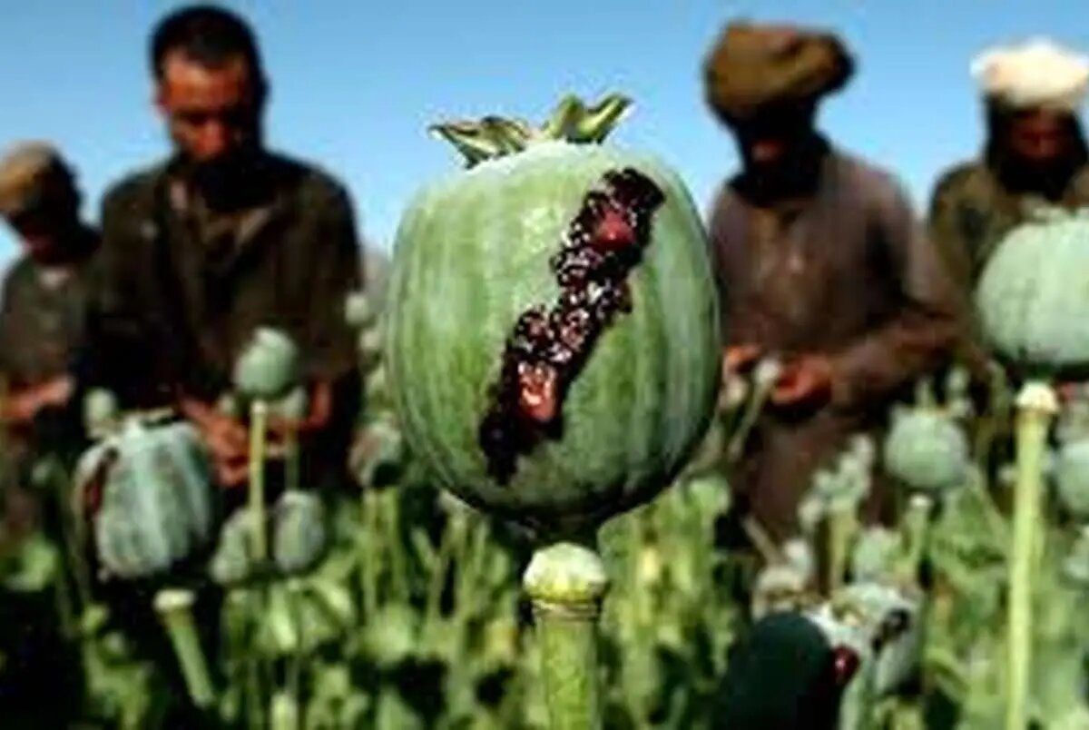 نکات مهم کشت خشخاش در ایران؛ قوانین در این خصوص چه می‌گویند؟/ واگذاری کشت خشخاش به بخش خصوصی، بزرگترین اشتباه مدیران