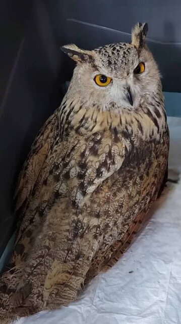 بازگشت شاهبوف/ عکس