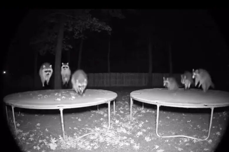 چگونه هوش مصنوعی کودکان و حیوانات را به کشتن میدهد؟