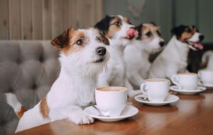 از فست فود گربه سگی تا چلو گربه سگی؛ جزئیات رستوران حیوانات/ عکس از فست فود گربه سگی تا چلو گربه سگی؛ جزئیات رستوران حیوانات/ عکس