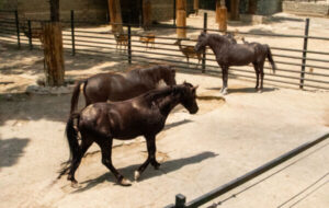 اسب‌های سرگردان جلوی کمپ باشگاه استقلال؛ مدیر باغ وحش ارم توضیح داد