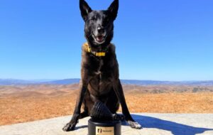 این سگ برنده جایزه هامبون ۲۰۲۵ شد