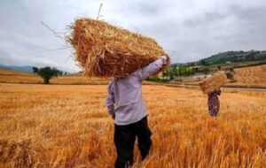 گندمکاران حتما بخوانند/ تصمیم مهم دولت درباره قیمت و خرید تضمینی گندم در سال آینده