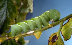 کاهش درد با ژست ابوالهول