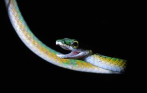 کشف ماری که «سبیل» دارد