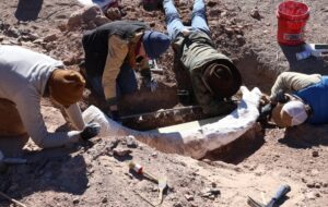 کنده درختی که گنج از آب درآمد!