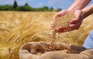 گندمکاران حتما بخوانند/ رقم پرداخت مطالبات گندمکاران اعلام شد