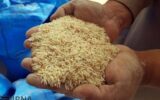 قیمت جدید برنج ایرانی و خارجی اعلام شد/ قیمت برنج هندی و پاکستانی چه تغییری کرد؟ قیمت جدید برنج ایرانی و خارجی اعلام شد/ قیمت برنج هندی و پاکستانی چه تغییری کرد؟