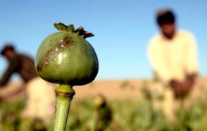 قوانین در باره کشت خشخاش در کشور چه می‌گویند؟/ واگذاری کشت خشخاش به بخش خصوصی، بزرگترین اشتباه مدیران