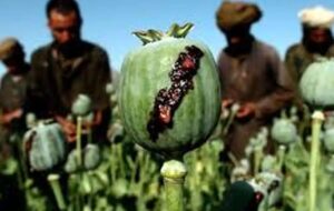 موضع کم‌سابقه وزیر بهداشت؛ ضرورت آغاز کشت تریاک در مناطق مشخص/ بازگشت بحث کشت تریاک؛ سیاستی جدید یا احیای یک تجربه قدیمی؟