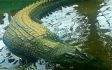 بزرگترین کروکودیل، هیولایی با بیش از یک تُن وزن / عکس