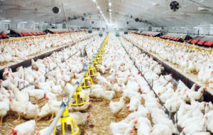 تولید زیر بار بی‌برقی و بی‌گازی/ فروغی: مشکل ما گرما و سرما نیست، بی‌تدبیری است/ زمستان در راه است؛ بحران گاز در صنعت مرغداری