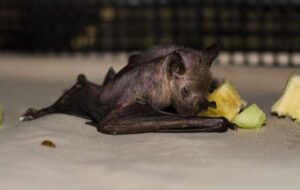 خفاشی که عمرش دو برابر شد! خفاشی که عمرش دو برابر شد!