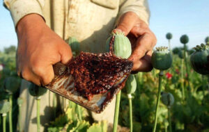 ری‌برندینگ تریاک در دوران کرونا/ آدم‌هایی در شبکه‌های اجتماعی سینه خود را سپر کرده و دارند از خواص تریاک می‌گویند!