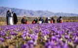زعفران گران شد/ قیمت جدید زعفران را ببینید