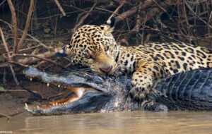 عکس | گربه‌ای که تمساح شکار می‌کند!