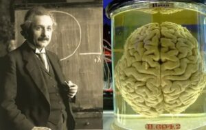 مغز اینشتین کجاست؟ – نیوز تودی