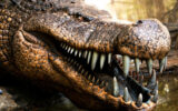 کروکودیل ۱۰ متری با دندان‌هایی به بزرگی موز / عکس