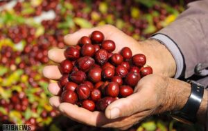 میوه‌ای با خواص جادویی؛ از پاکسازی کبد تا رفع یبوست