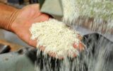 قیمت برنج در میادین و بازارهای میوه و تره‌بار اعلام شد
