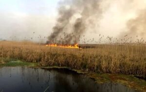 مهار آتش در بخش عراقی هورالعظیم