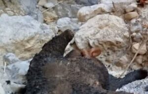 خرس ۵ ساله سوزانده شد