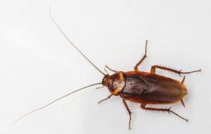 خطر کمتر شناخته‌شده سوسک‌های فاضلاب