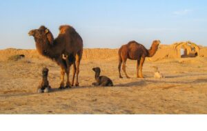 دستور قضایی؛ فرصت ۳ روزه برای جمع‌آوری شترها صادر شد/ ماجرا چیست؟