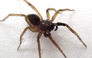 «عنکبوت گرگ پنجه‌سفید» بازگشت / بازمانده‌ای از نیم قرن پیش!