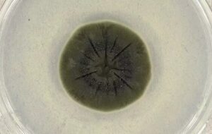 قارچی مرموز در چرنوبیل که از «اشعه مرگبار» تغذیه می‌کند