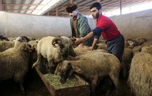 قیمت جدید دام‌زنده ۱۸ دی‌ماه ۱۴۰۴ اعلام شد/ گوسفند گران شد + جدول