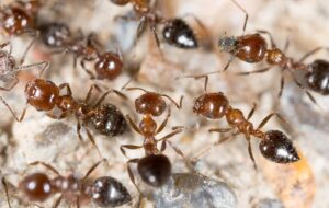 معجزه مورچه‌ها برای مقابله با بیماری‌های واگیردار