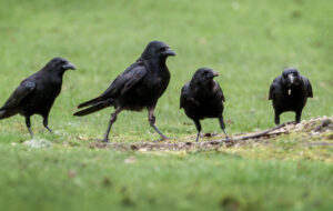 کلاغ‌ها غیبت می‌کنند و اطلاعات حیاتی را در گروه‌های خود منتقل می‌کنند!