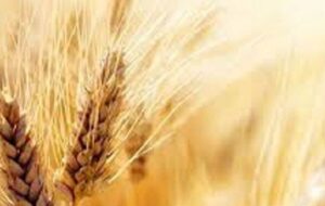 گندمکاران بخوانند/ خبر مهم رییس سازمان برنامه درباره پرداخت مطالبات گندمکاران