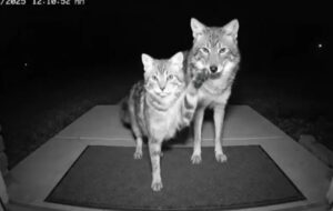 چگونه هوش مصنوعی کودکان و حیوانات را به کشتن میدهد؟ چگونه هوش مصنوعی کودکان و حیوانات را به کشتن میدهد؟