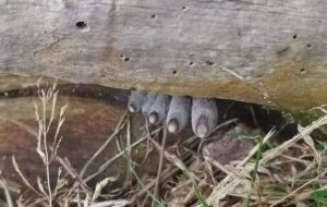 انگشتان مرده از تنه درخت بیرون زده‌اند! / وحشت در دل جنگل