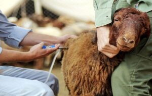 «تب برفکی» به انسان منتقل می‌شود؟