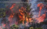 تورهای مسافرتی باعث آتش‌سوزی جنگل‌های الیت شدند؟