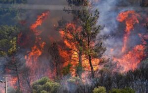 تورهای مسافرتی باعث آتش‌سوزی جنگل‌های الیت شدند؟