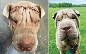 جراحی زیبایی حیوانات خانگی به ایران رسید/ عکس