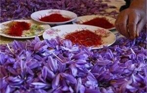 آیا زعفران میتواند باعث سقط جنین شود؟ آیا زعفران میتواند باعث سقط جنین شود؟