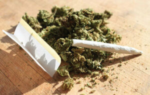 مضرات گل ۱۰ برابر شاهدانه است/ تغییرات ژنتیکی روی ماده مخدر «گل» در ایران/ تولید شیشه در افغانستان شدت گرفته است