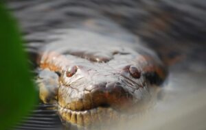 مار عظیم‌الجثه‌ای که قرن‌ها در افسانه‌ها بود، واقعاً پیدا شد