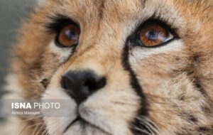 مشاهده «تلما» پس از ۳ سال در توران