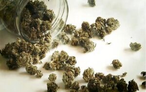 هشدار درباره مخدرهای جدید؛ «کِمیکال» و «بنزای» خطرناک‌تر از گل