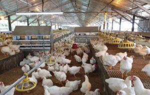 ماجرای مرغ تریاکی چیست؟/ واکنش مرغداران گوشتی به یک ادعا