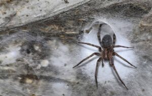 کشف بزرگ‌ترین تار عنکبوت دنیا با اندازه نصف زمین تنیس در اعماق زمین