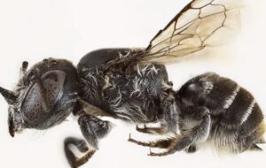 کشف زنبوری با «شاخ‌های شیطانی» در استرالیا / گونه‌ای جدید با نام «لوسیفر»!