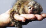 کوچک‌ترین میمون جهان / «فینگر مانکی» چیست و چرا مشهور شده؟