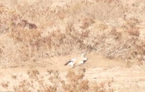 برای نخستین بار؛ ثبت و مشاهده چکاوک هدهدی در این استان/ عکس